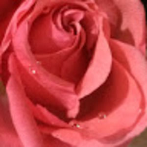 Meet your Posher, Daisy